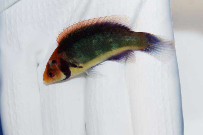 راس سولون نر