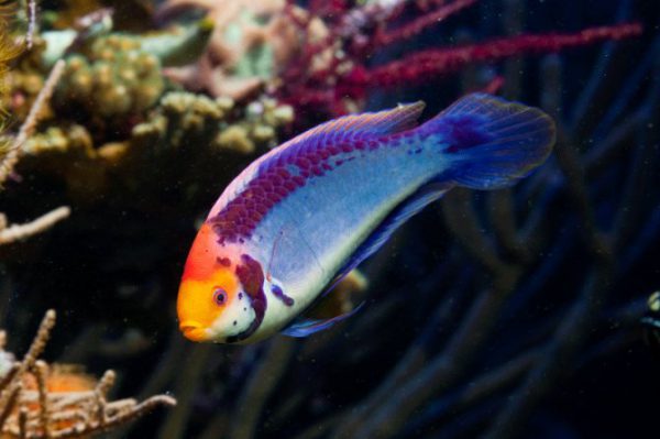 راس سولون نر