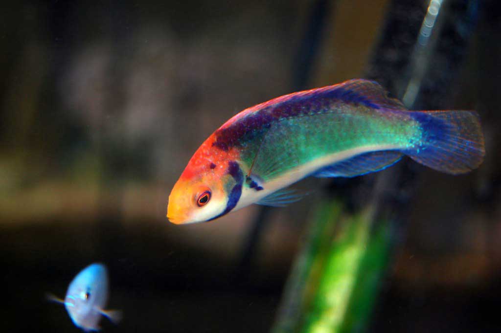 راس سولون نر