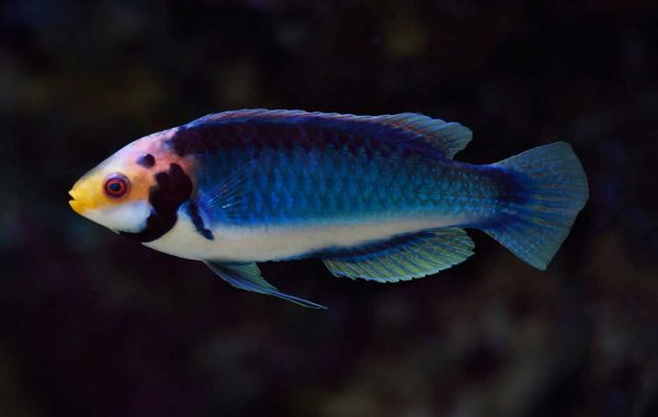 راس سولون نر