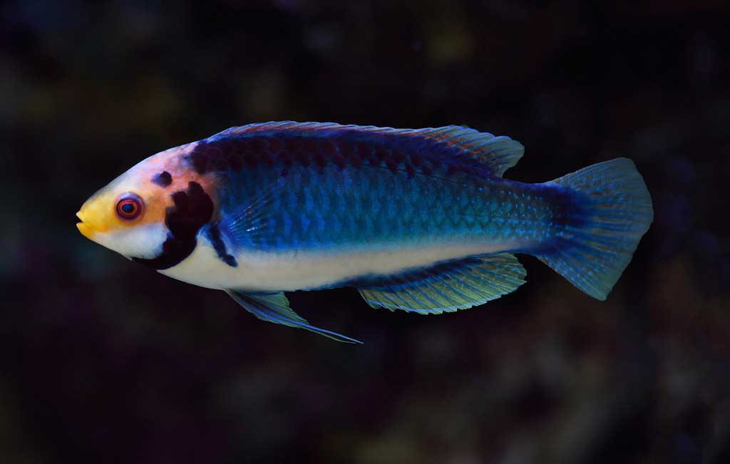 راس سولون نر