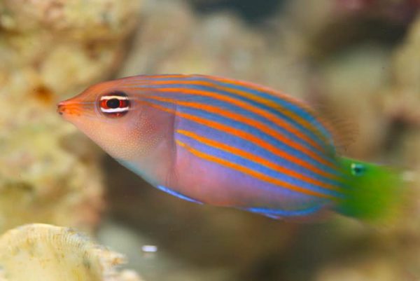 Six Line Wrasse