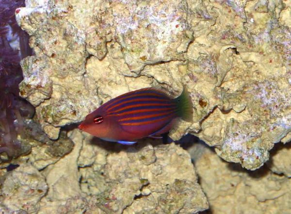Six Line Wrasse