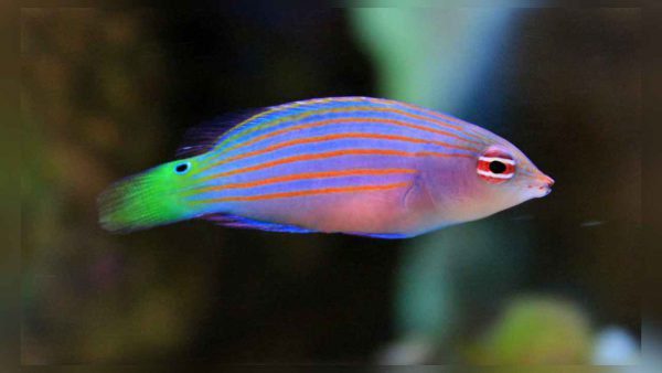 Six Line Wrasse