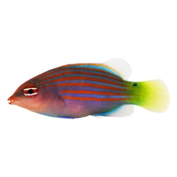 Six Line Wrasse