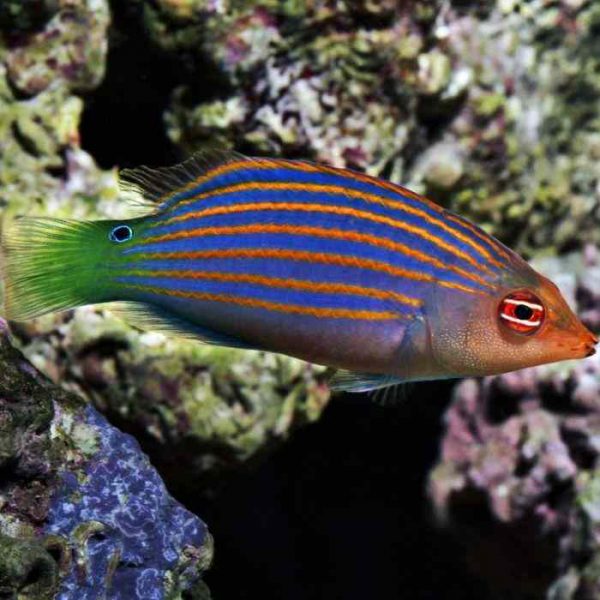 Six Line Wrasse
