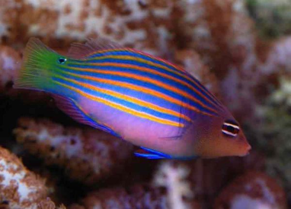 Six Line Wrasse