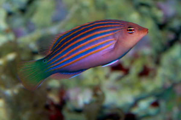 Six Line Wrasse