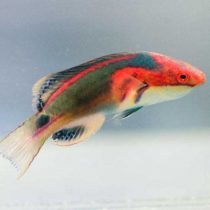Exquisite Fairy Wrasse