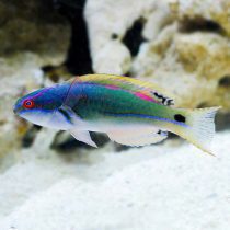 Exquisite Fairy Wrasse