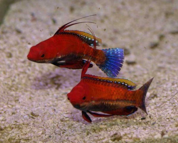 راس فرشته باله بلند