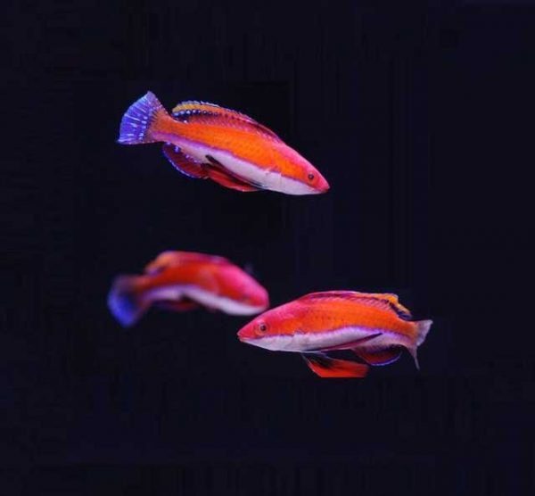 راس فرشته باله بلند