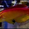 Flame Fairy Wrasse