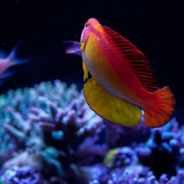 Flame Fairy Wrasse