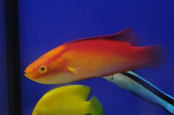 Flame Fairy Wrasse