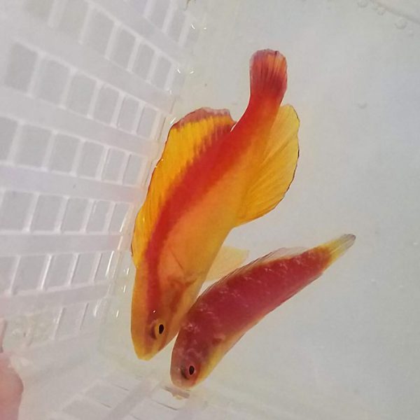Flame Fairy Wrasse