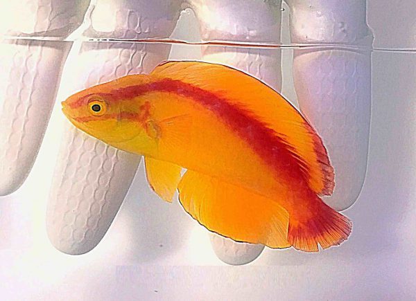 Flame Fairy Wrasse