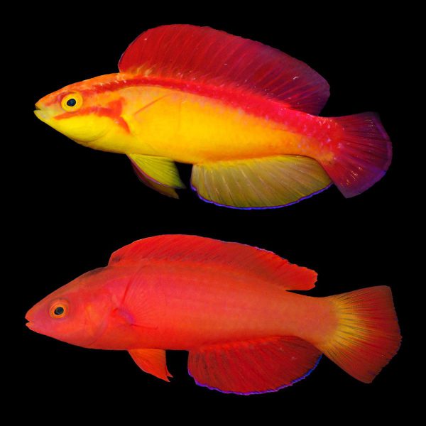 Flame Fairy Wrasse