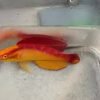 Flame Fairy Wrasse