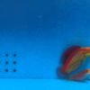 Flame Fairy Wrasse