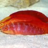 Flame Fairy Wrasse