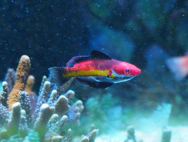 Naoko's Fairy Wrasse
