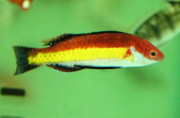 Naoko's Fairy Wrasse