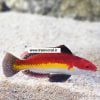Naoko's Fairy Wrasse