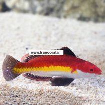 Naoko's Fairy Wrasse