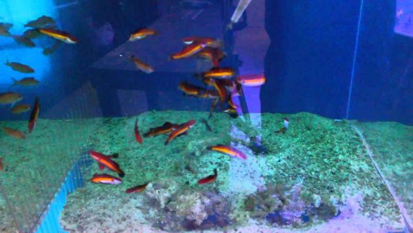 Naoko's Fairy Wrasse
