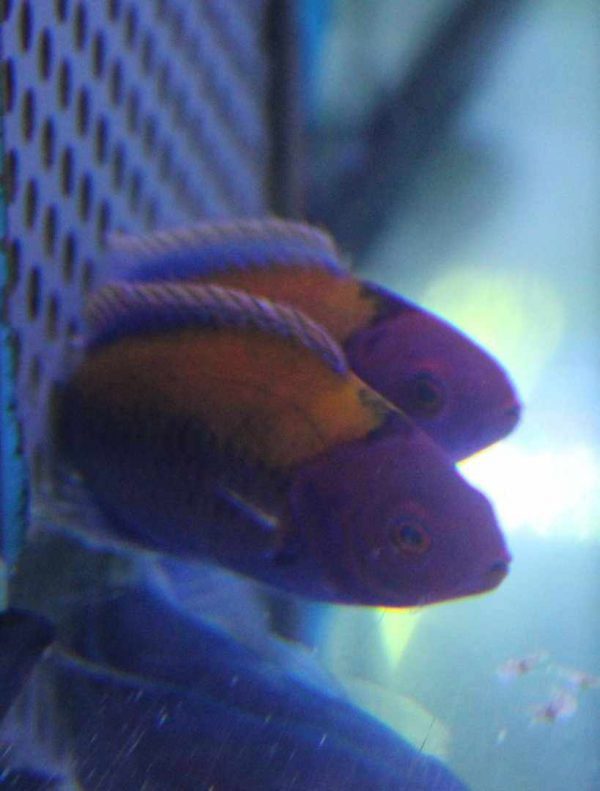 Orange-Back Fairy Wrasse