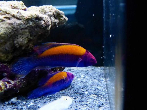 Orange-Back Fairy Wrasse