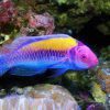 Orange-Back Fairy Wrasse