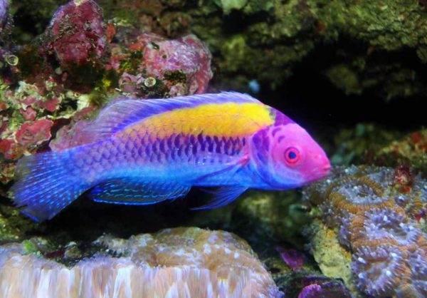 Orange-Back Fairy Wrasse