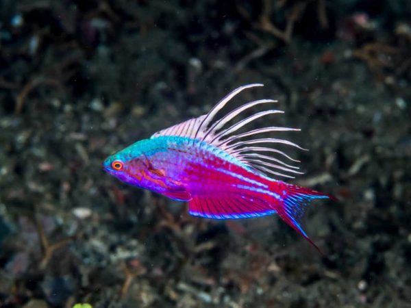 راس فلاشر آبی