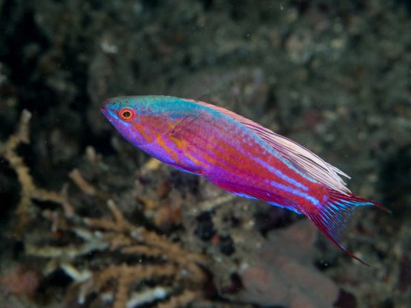 راس فلاشر آبی