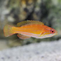 McCosker's Flasher Wrasse