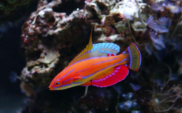 راس فلاشر مک کاسکر نر