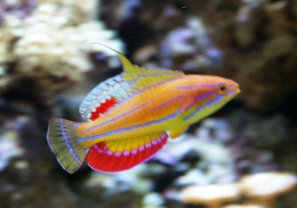 راس فلاشر مک کاسکر نر