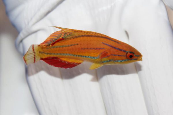 راس فلاشر مک کاسکر نر