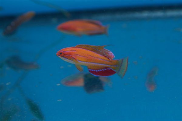 راس فلاشر مک کاسکر نر