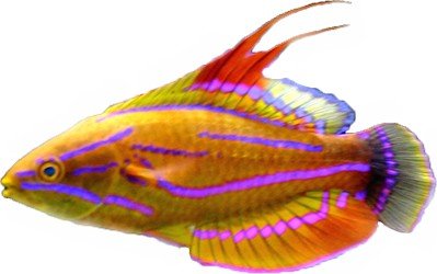 Carpenter's Flasher Wrasse