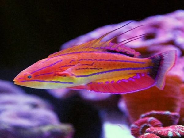 راس فلاشر کارپنتر