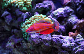Carpenter's Flasher Wrasse