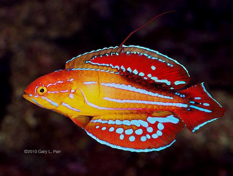 Carpenter's Flasher Wrasse