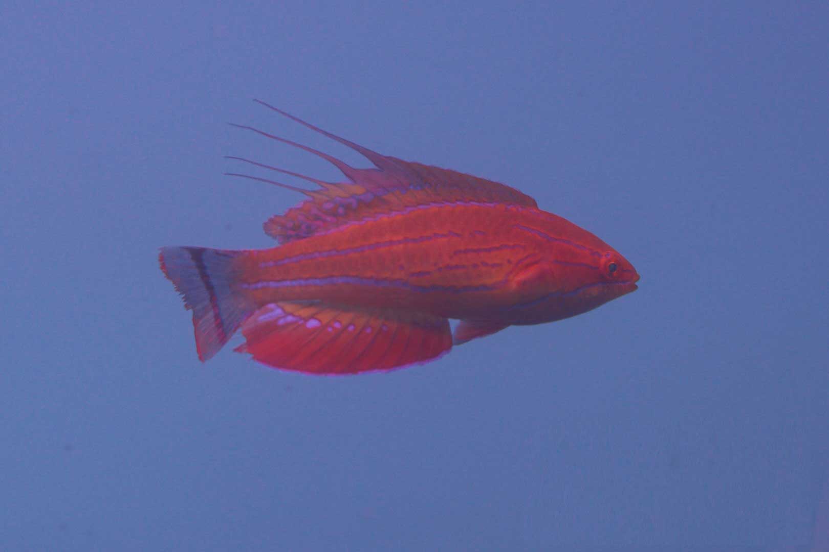 راس فلاشر کارپنتر