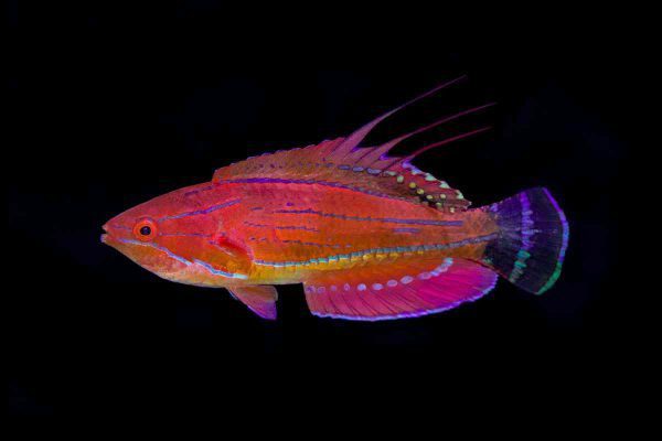Carpenter's Flasher Wrasse