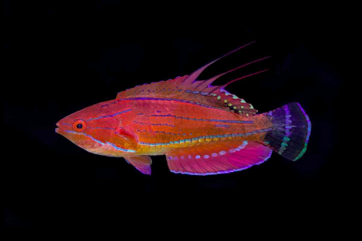 Carpenter's Flasher Wrasse