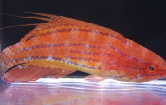Carpenter's Flasher Wrasse