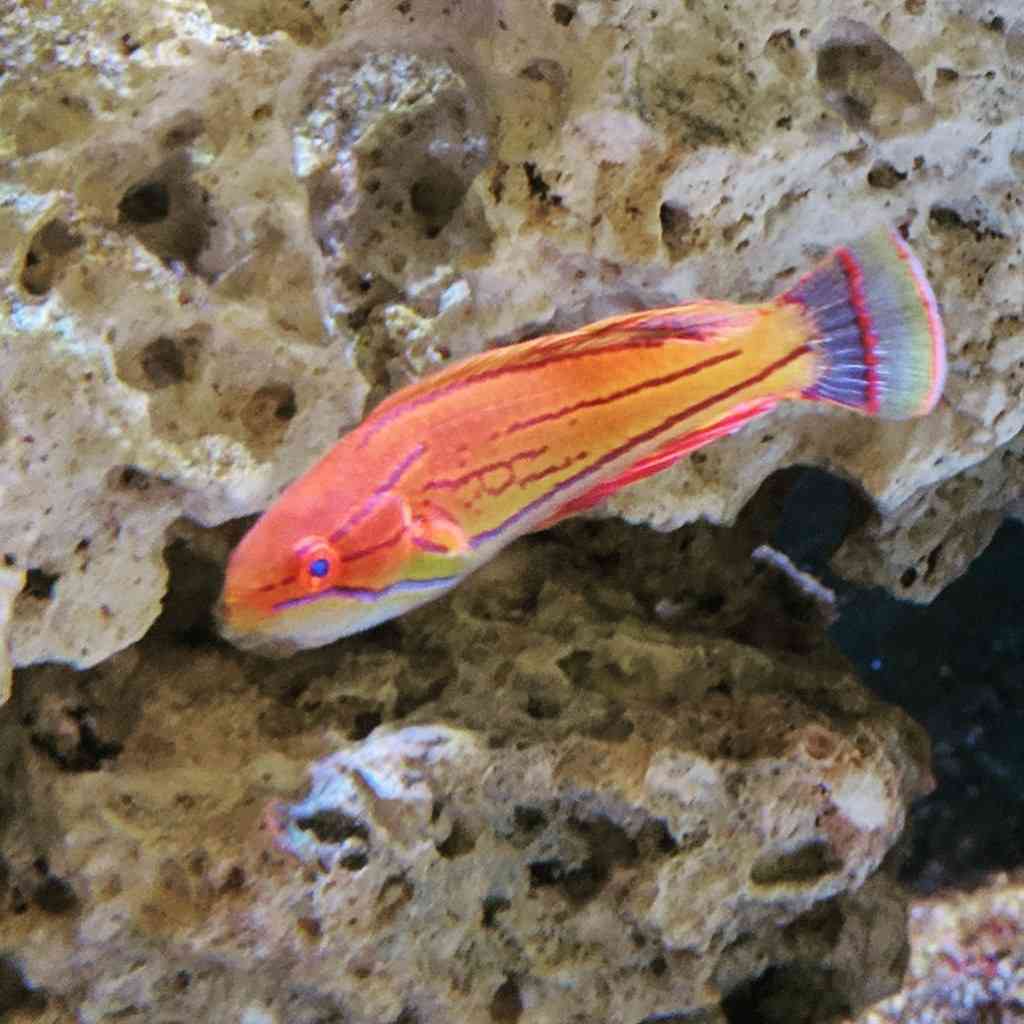 Carpenter's Flasher Wrasse